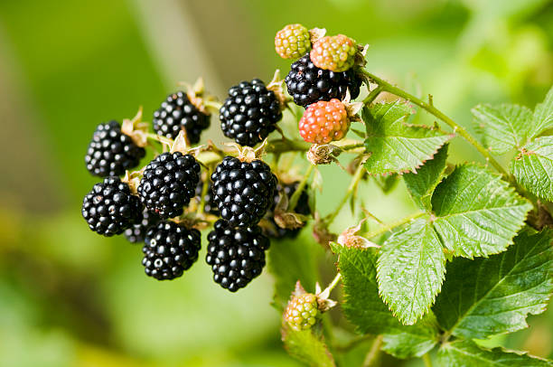 Blackberry fruit