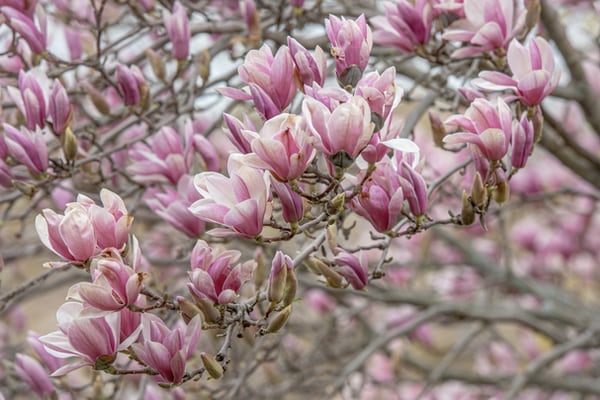 Magnolia petals