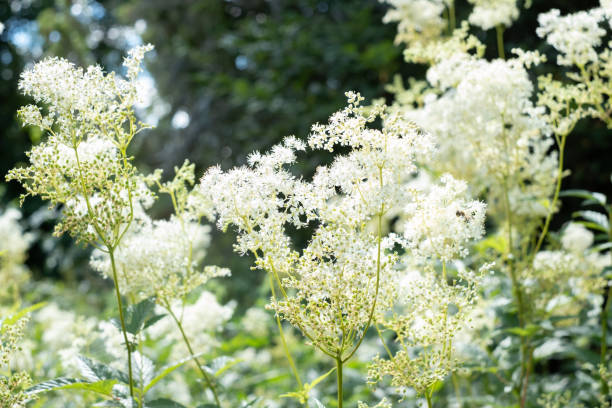 Meadowsweet