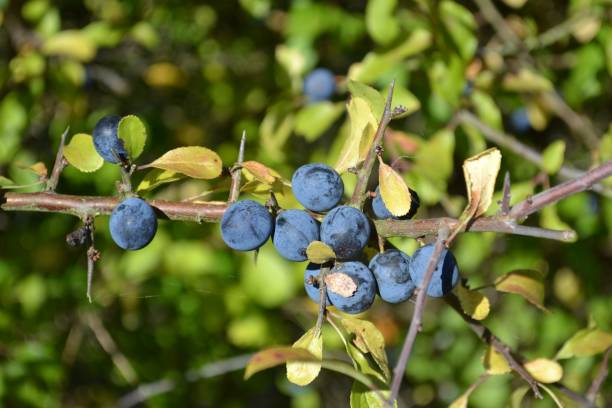 Sloe Berry