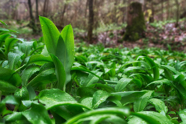Wild Garlic